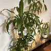 緊急で募集しますのサムネイル