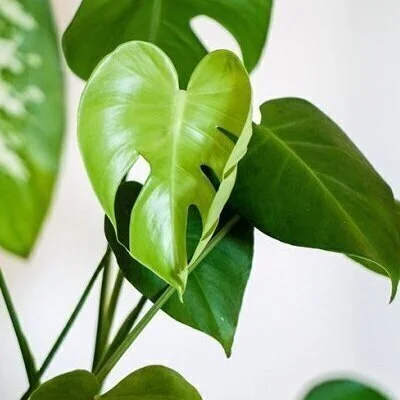 癒しのマダムのメリットイメージ(2)