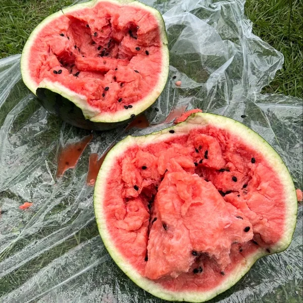 超特大サイズ🍉✨