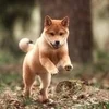 餌付けおじさんのサムネイル