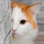 採用担当の猫丸さん