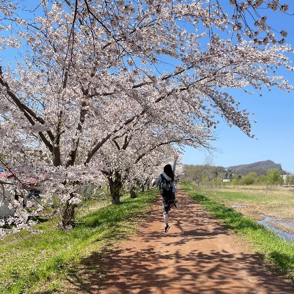 桜🌸