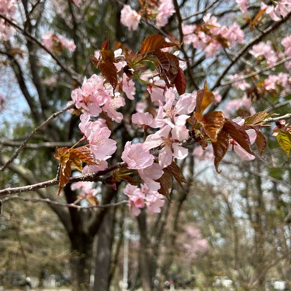 5/1お礼💐