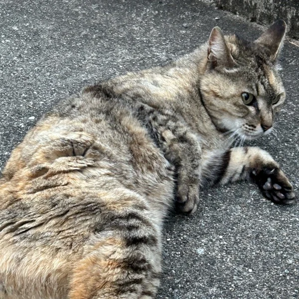 こんにちは 1