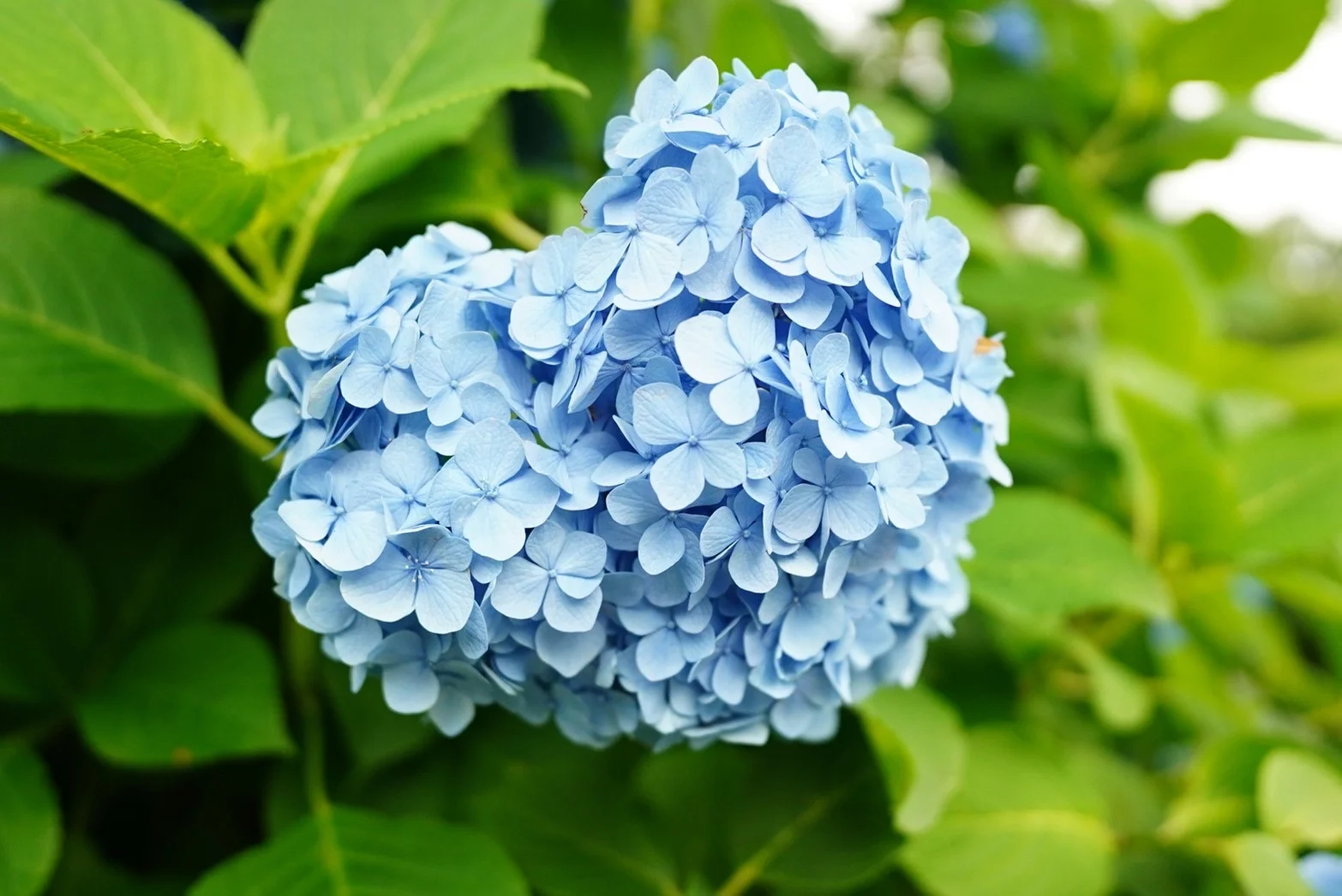 ハートの紫陽花 こんばんは🌛今日もお疲れ様です！ お昼暖か