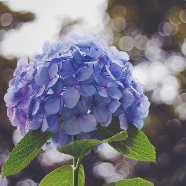 こんにちは*☂︎*̣̩⋆̩
