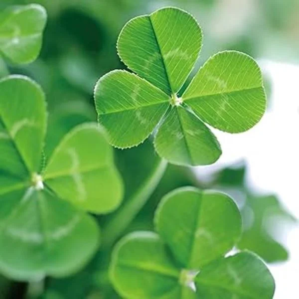 大切に🍀