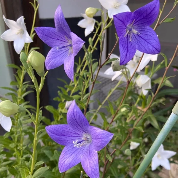 ありがとうございました♥️