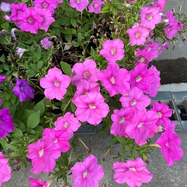ありがとうございました♥️