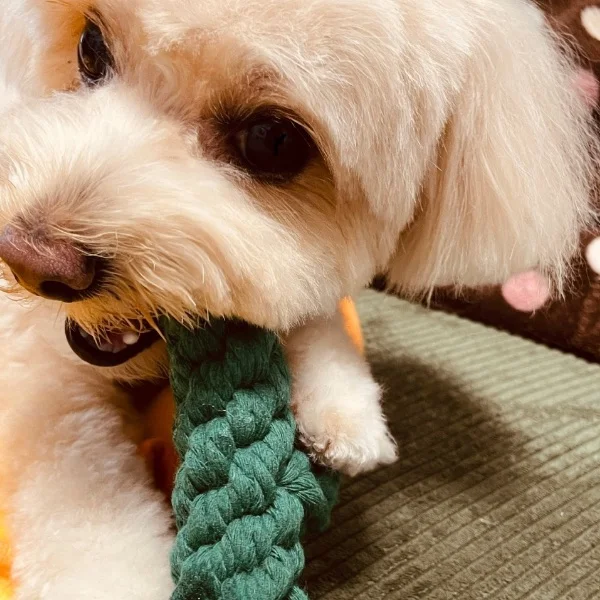 かわいい🐶