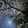 春の嵐のサムネイル