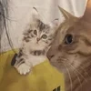 お祭りのサムネイル