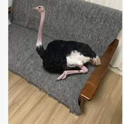 クレオパトラちゃん入店