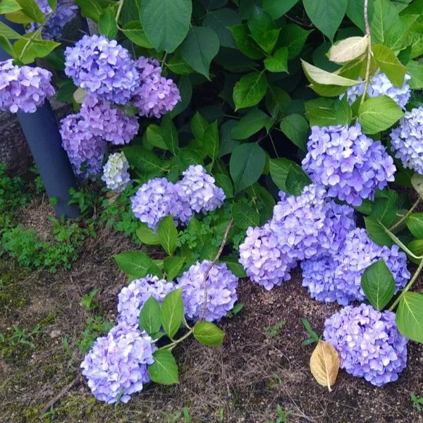 こんばんは(*^^*)