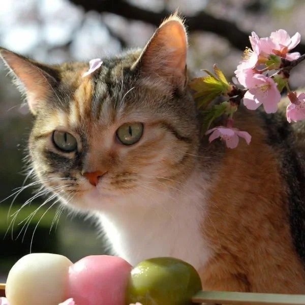 こんばんは(*^^*)