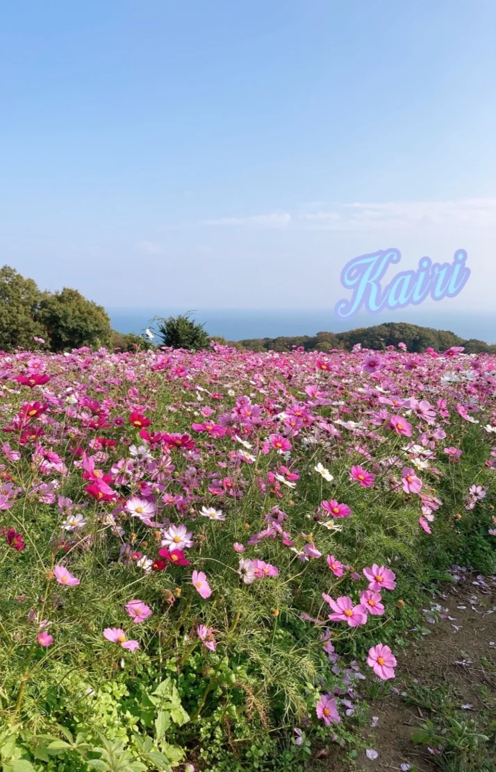 秋といえば🌷