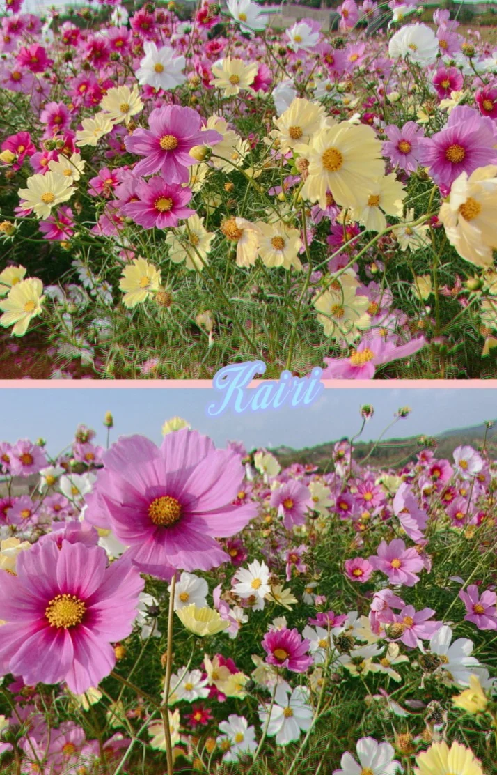 秋といえば🌷