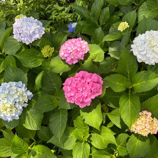 本日朝からです