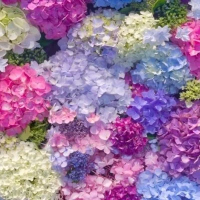 紫陽花セレナーデのメリットイメージ(2)