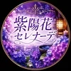 紫陽花セレナーデ