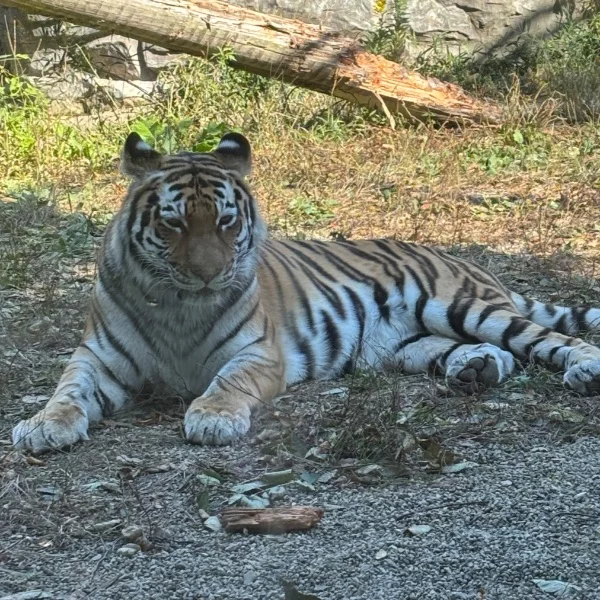 写真はこの前行ってきた動物園🐯