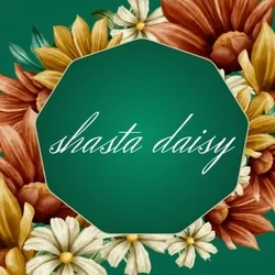 シャスタデージー