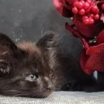 採用担当のイメージです