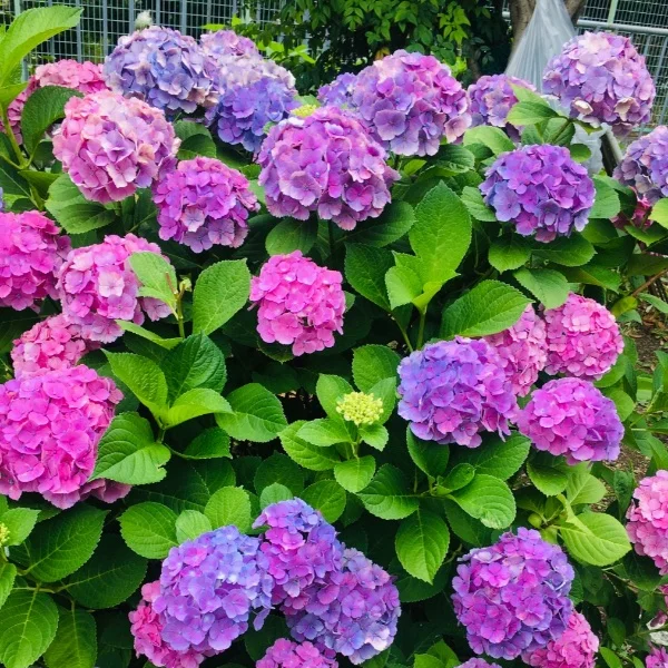 紫陽花がキレイ͛💠