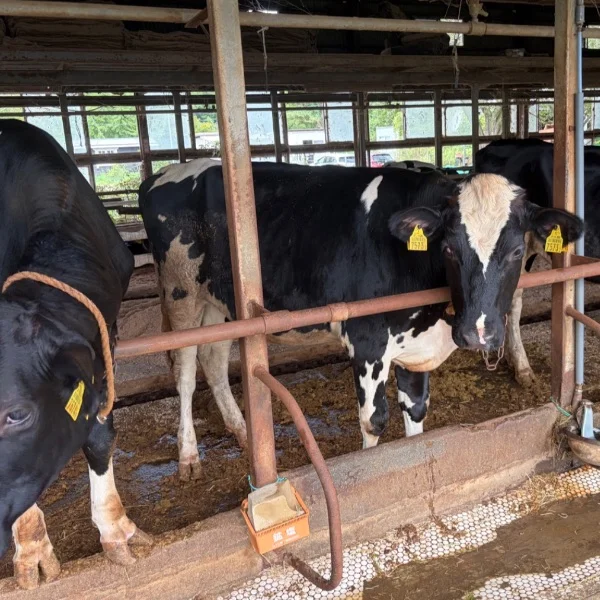 休日に🐄