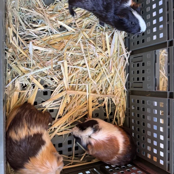 みゆの日常🐥⸒⸒