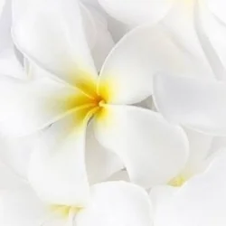 お店のコースその3