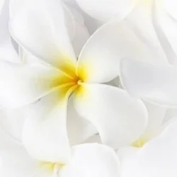 お店のコースその1