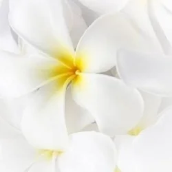 お店のコースその2