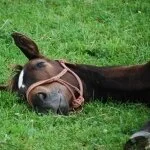 採用担当のマルさん