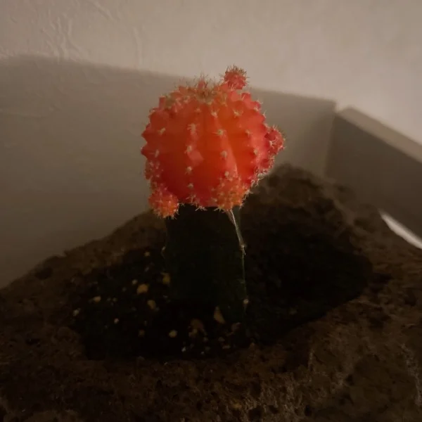 1週間お疲れ様でした！