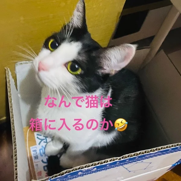 今日のにゃんこ(=^x^=)
