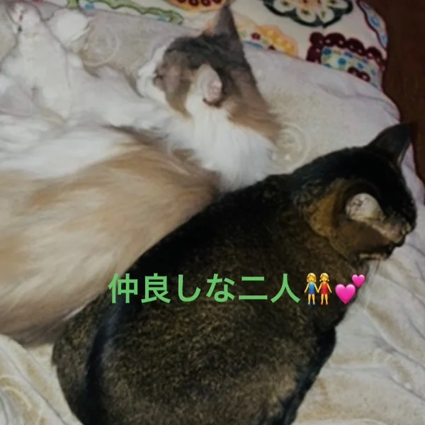 今日のにゃんこ