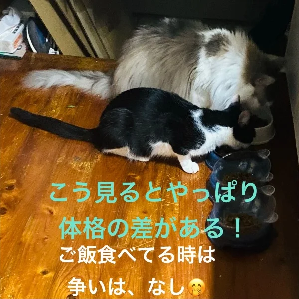 今日のニャンズ💕