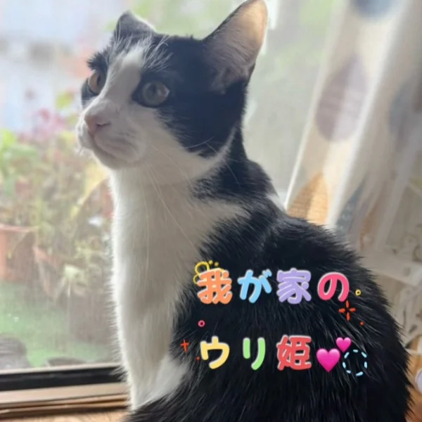 今日のにゃんこ♡②