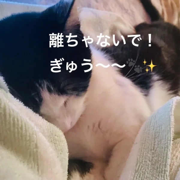今日のにゃんこ♡