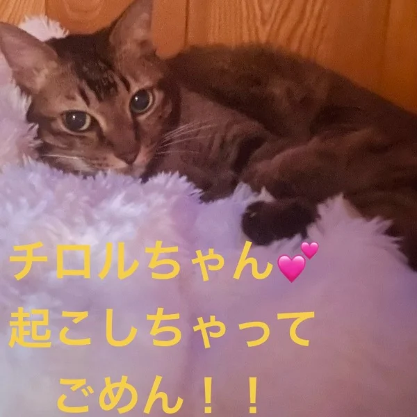今日のにゃんこ♡①