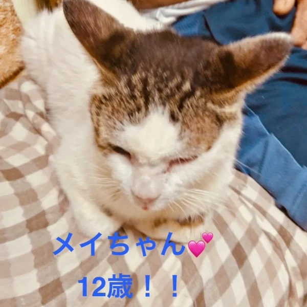 今日のにゃんこ🐈･:*+.\(( °ω° ))/.:+