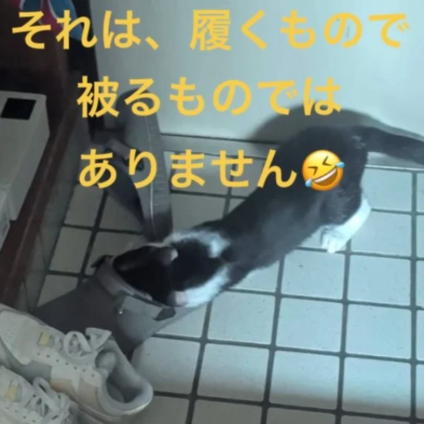 今日のにゃんこ🐈⬛