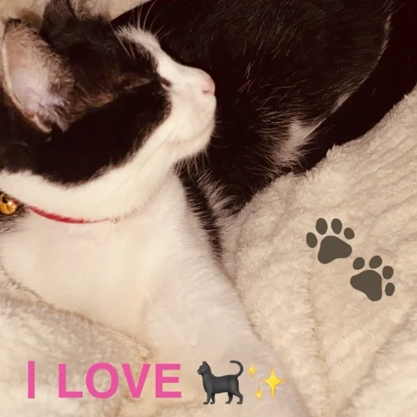愛猫紹介〜☺︎