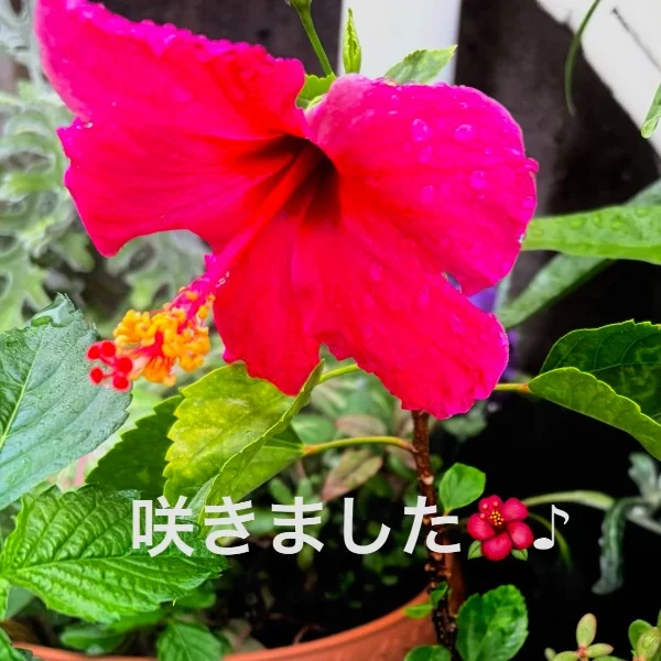 おはようございます♪