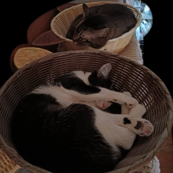 今日のにゃんこ🐈