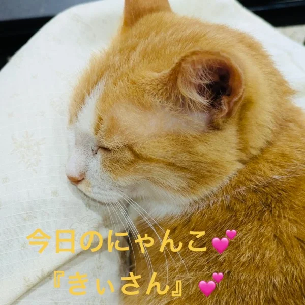 今日のにゃんこさん(=^x^=)