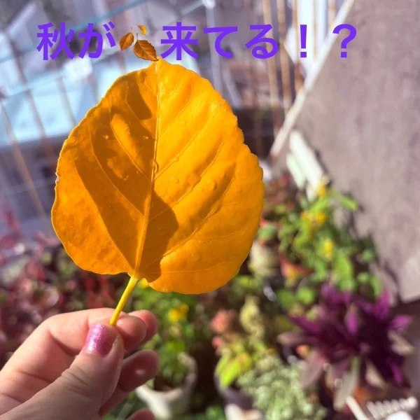 秋🍂、来てる??