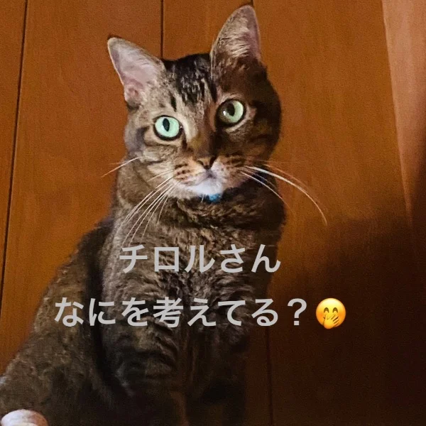 今日のにゃんこ🐈