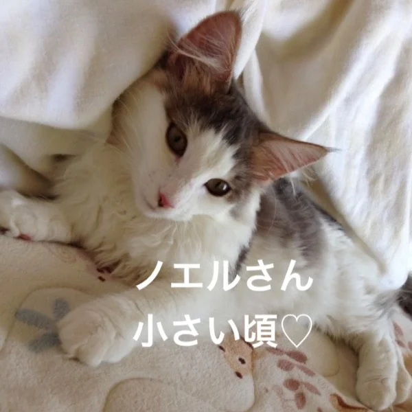 今日のニャンコ🐈⬛